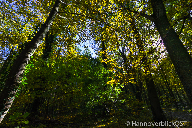a-hbo-0249-herbst-wald-eilenriede-hannover