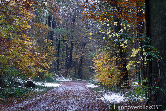a-hbo-0282-herbst-eilenriede-hannover